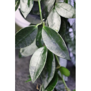 Hoya lacunosa ABS Sport store with hoya flowers