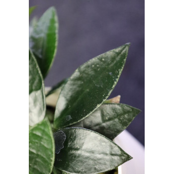 Hoya lacunosa ABS Sport internet store