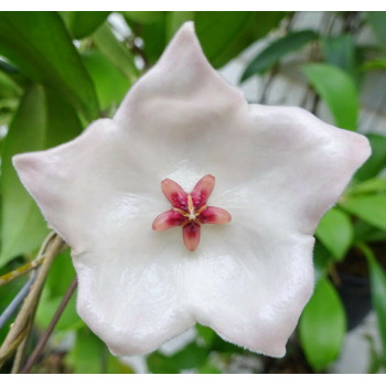 Hoya patella WHITE flowers - rooted store with hoya flowers