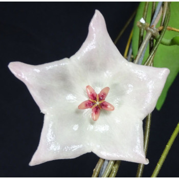 Hoya patella WHITE flowers - rooted store with hoya flowers