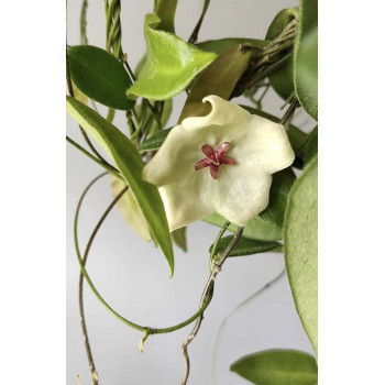 Hoya patella WHITE flowers - rooted internet store