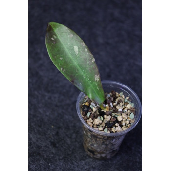 Hoya buntokensis Red Borneo - rooted store with hoya flowers