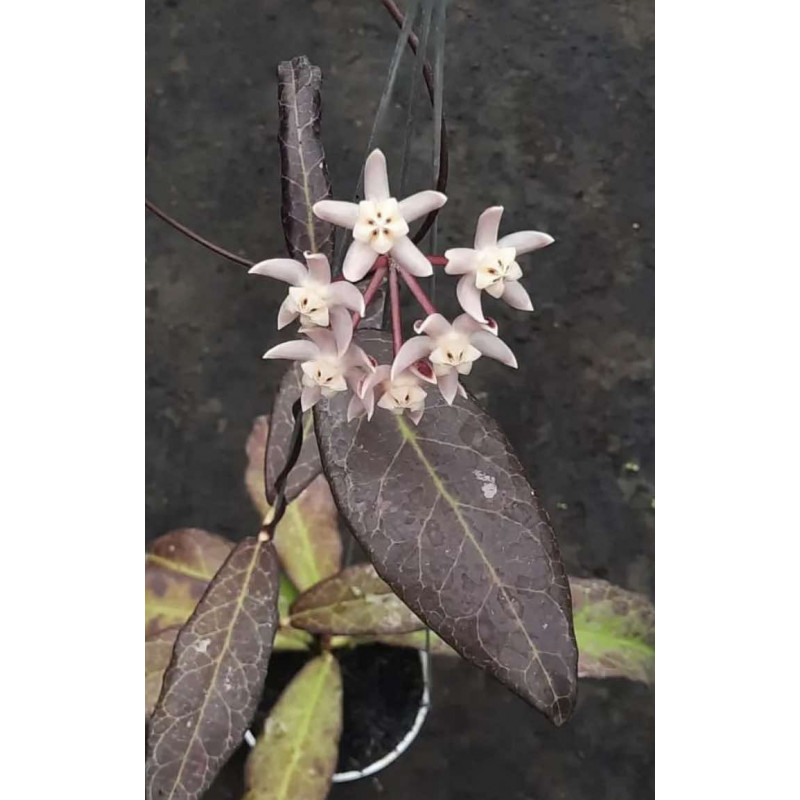 Hoya buntokensis Red Borneo - rooted store with hoya flowers