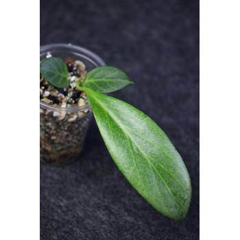 Hoya obscura SILVER 'Cryptic Chrome' - rooted store with hoya flowers