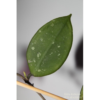 Hoya longlingensis store with hoya flowers