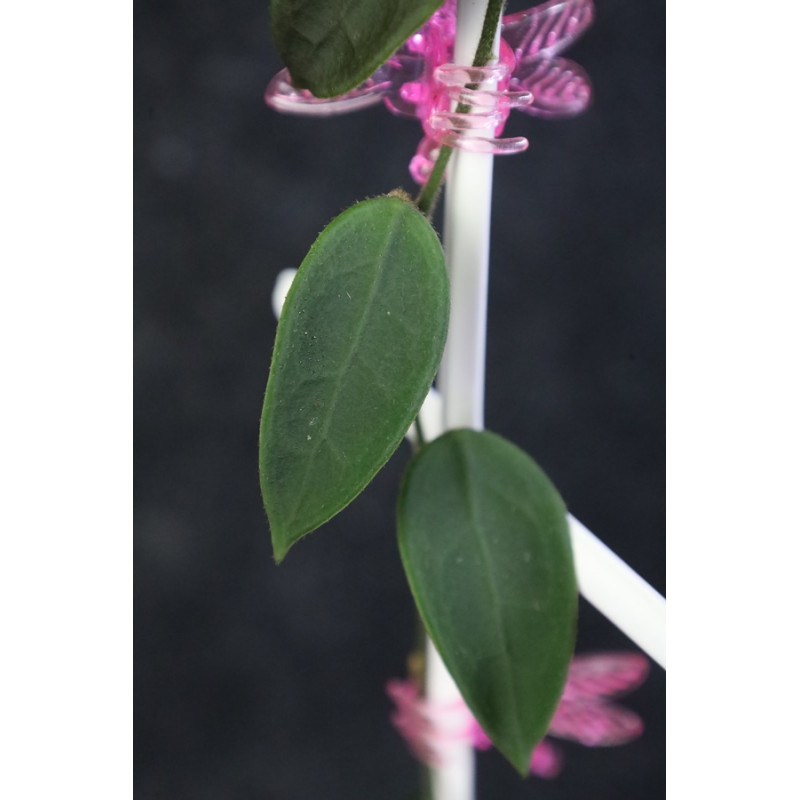 Hoya longlingensis store with hoya flowers