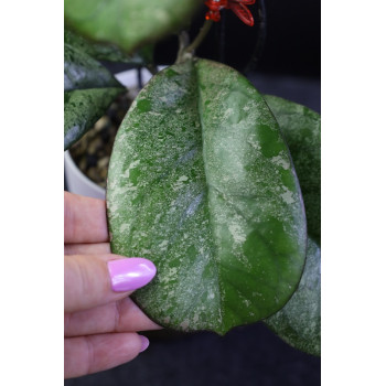 Hoya seedling by Patcharawalai store with hoya flowers