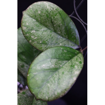 Hoya seedling by Patcharawalai store with hoya flowers