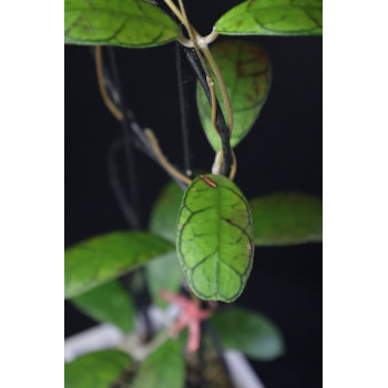 Hoya sp. Mutia store with hoya flowers