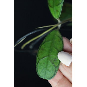 Hoya sp. Mutia store with hoya flowers