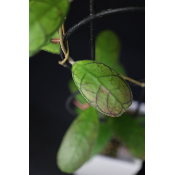 Hoya sp. Mutia store with hoya flowers