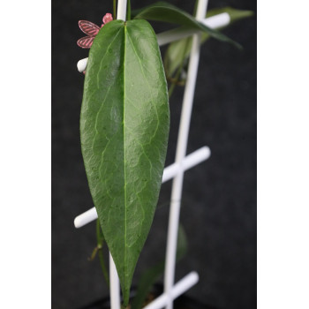 Hoya brassii store with hoya flowers