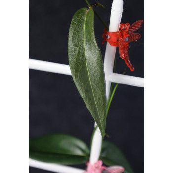 Hoya brassii store with hoya flowers