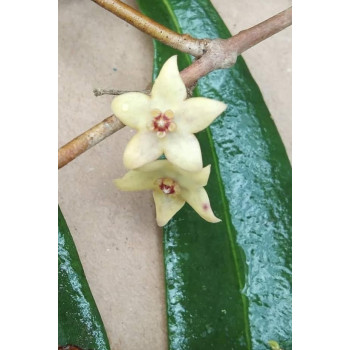 Hoya brassii store with hoya flowers