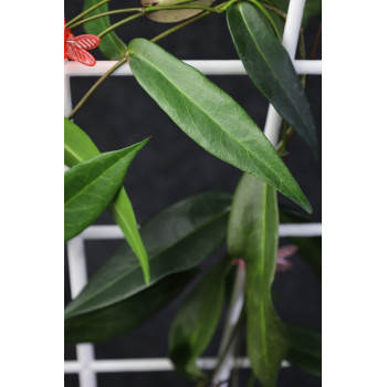 Hoya brassii store with hoya flowers