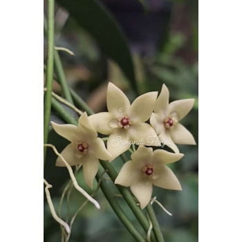 Hoya brassii store with hoya flowers