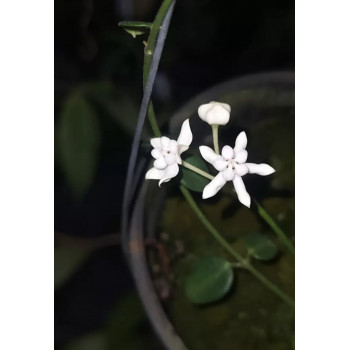 Hoya pulleana store with hoya flowers