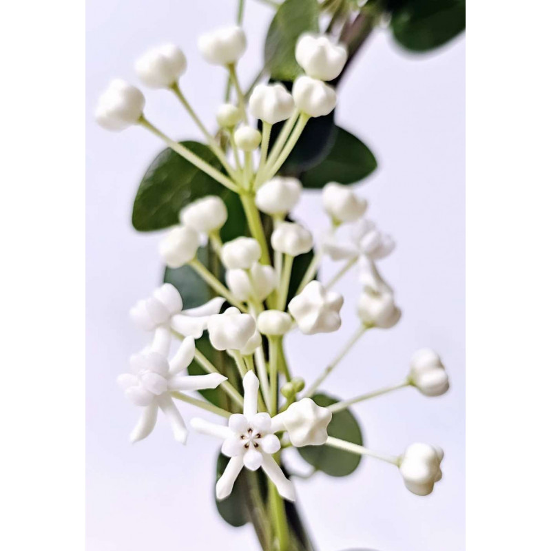 Hoya pulleana store with hoya flowers