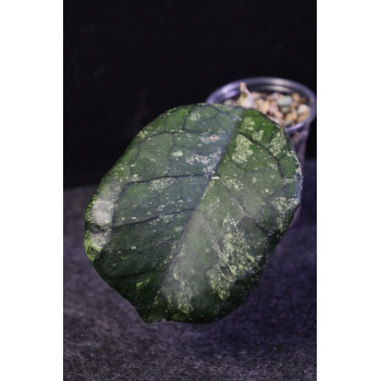 Hoya 'Svetlana' - ukorzeniona sklep z kwiatami hoya