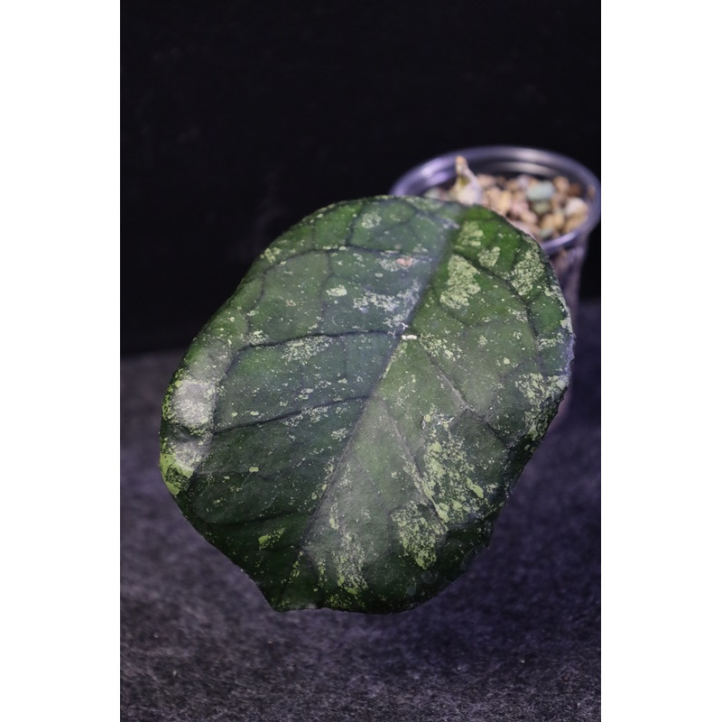 Hoya 'Svetlana' - ukorzeniona sklep z kwiatami hoya