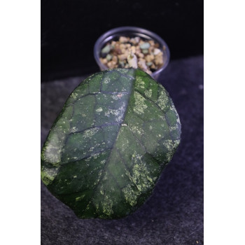 Hoya 'Svetlana' - ukorzeniona sklep z kwiatami hoya