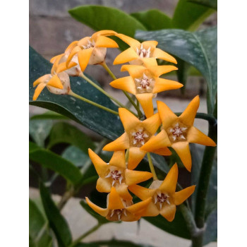 Hoya occultata ( orange flowers ) - rooted store with hoya flowers