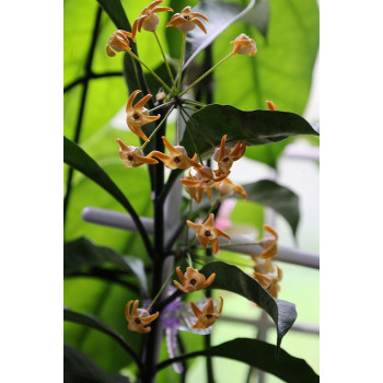 Hoya occultata ( orange flowers ) - rooted store with hoya flowers