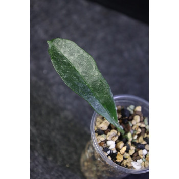 Hoya occultata ( orange flowers ) - rooted store with hoya flowers