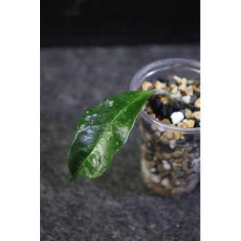 Hoya occultata ( orange flowers ) - rooted store with hoya flowers