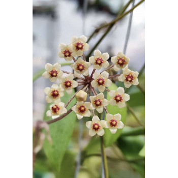 Hoya sp. Gorontalo ( GFM-01 ) store with hoya flowers