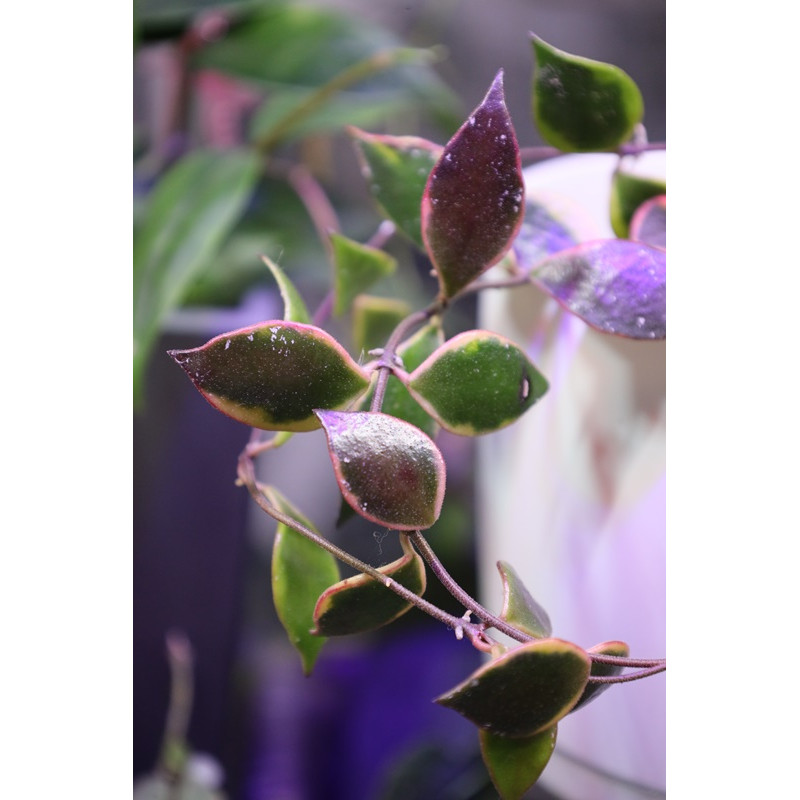 Hoya bakoensis albomarginata store with hoya flowers