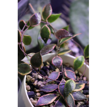 Hoya bakoensis albomarginata store with hoya flowers