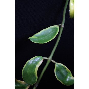 Hoya diversifolia albomarginata store with hoya flowers