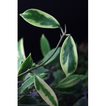 Hoya diversifolia albomarginata sklep internetowy