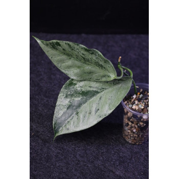 copy of Hoya coriacea SILVER - rooted store with hoya flowers