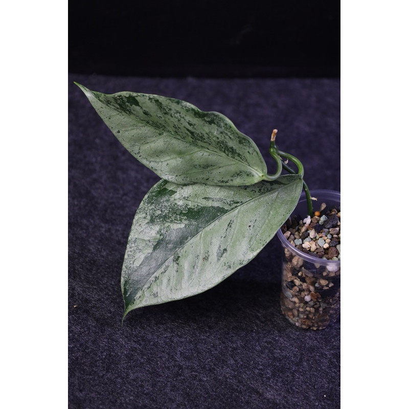 copy of Hoya coriacea SILVER - rooted store with hoya flowers