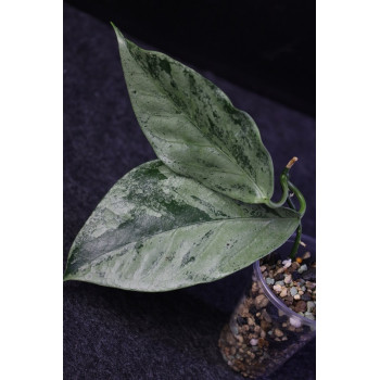 copy of Hoya coriacea SILVER - rooted store with hoya flowers