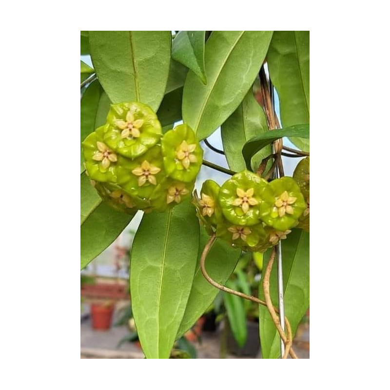 Hoya danumensis ssp. amarii ( Indonesian form ) - rooted store with hoya flowers