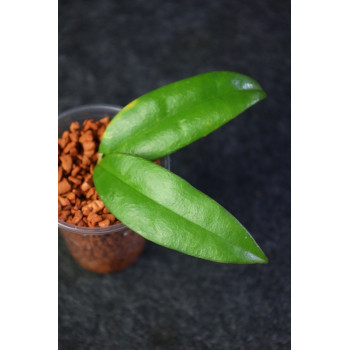 Hoya danumensis ssp. amarii ( Indonesian form ) - rooted store with hoya flowers