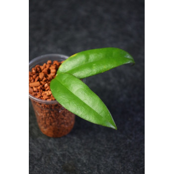 Hoya danumensis ssp. amarii ( Indonesian form ) - rooted store with hoya flowers