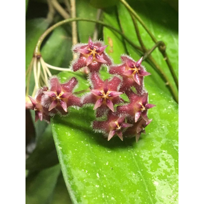 Hoya 'Raspberry Sun' store with hoya flowers