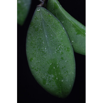 Hoya 'Raspberry Sun' store with hoya flowers