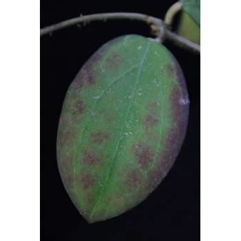 Hoya 'Raspberry Sun' store with hoya flowers