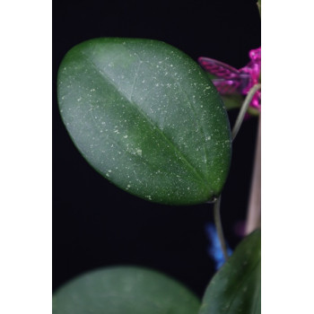 Hoya 'Raspberry Sun' store with hoya flowers