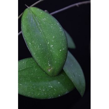 Hoya 'Raspberry Sun' store with hoya flowers