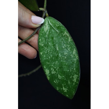 Hoya 'Raspberry Sun' store with hoya flowers