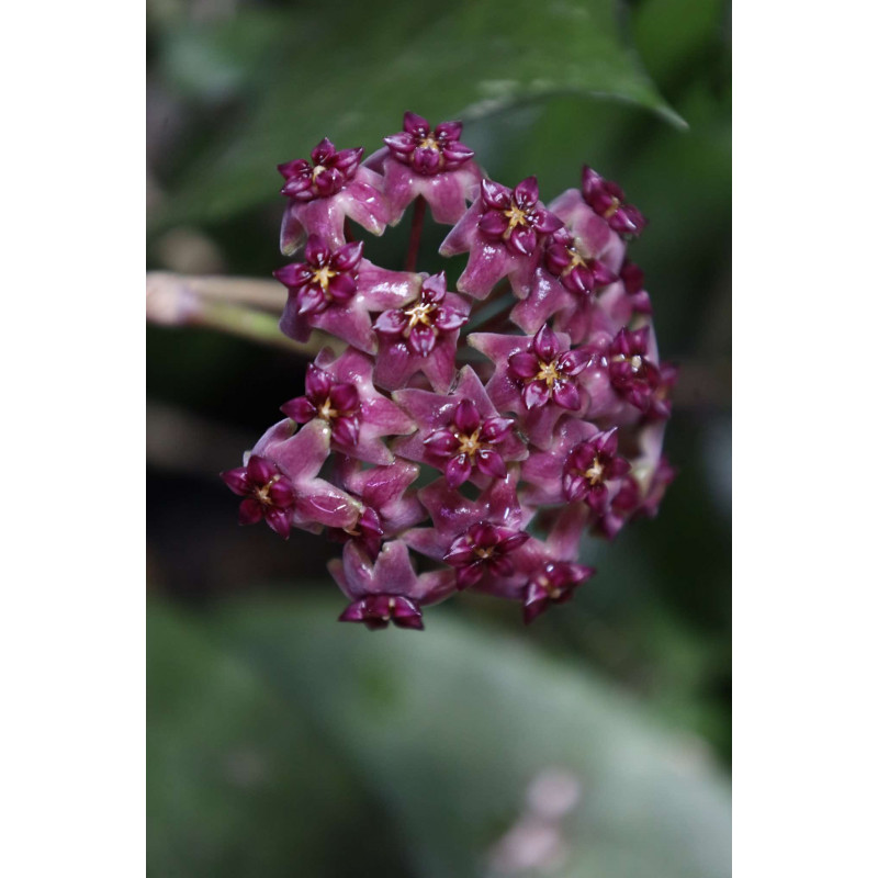 Hoya 'Sissy' store with hoya flowers