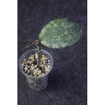 Hoya undulata ARMY - rooted store with hoya flowers