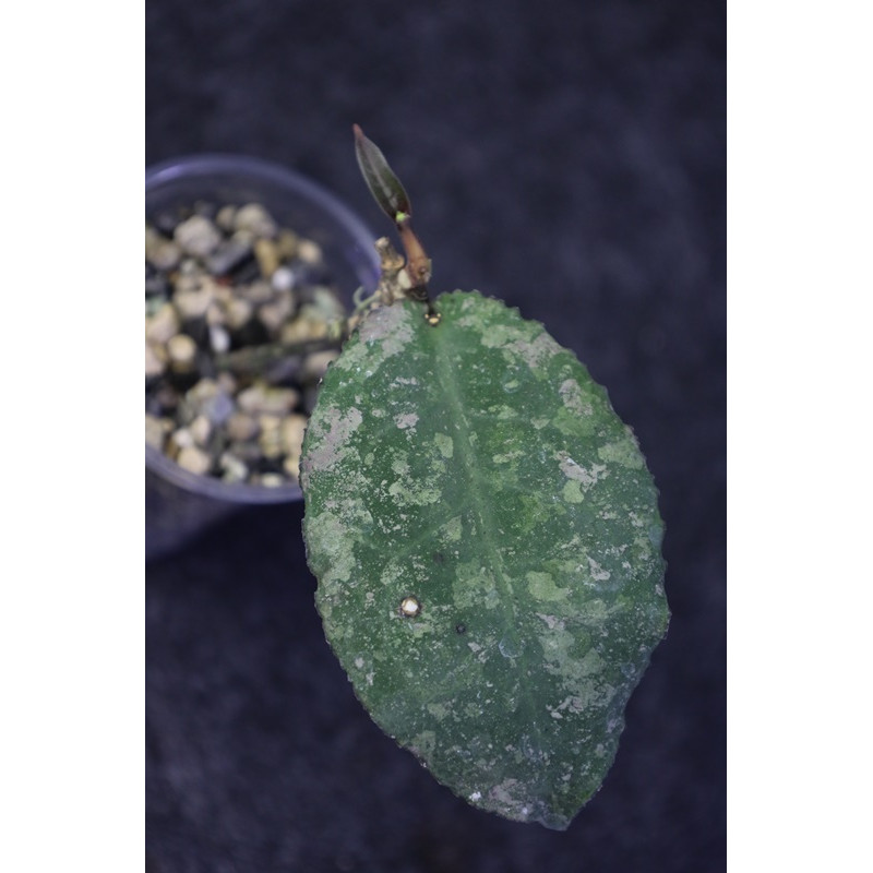 Hoya undulata ARMY - rooted store with hoya flowers