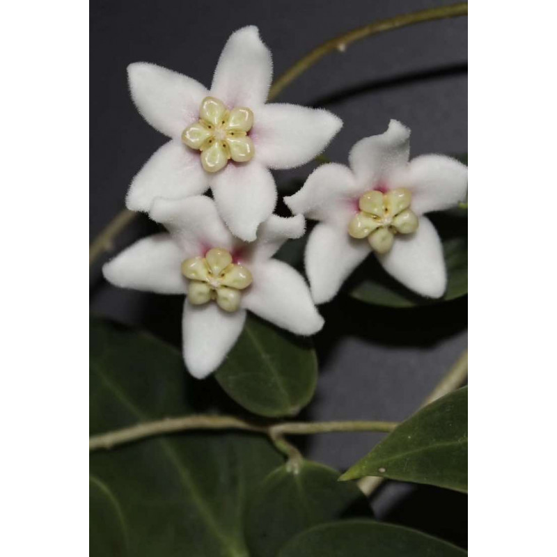 Hoya carrii NS13-064 - ukorzeniona sklep z kwiatami hoya